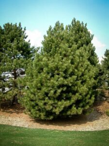 Сосна Чёрная (Pinus Nigra) купить по цене от 270.00р. в интернет-магазине «Посадика» с доставкой почтой в в Иркутске и по всей России – [изображение №1].