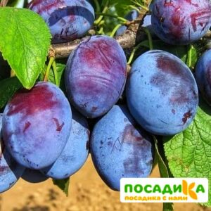 Слива Чачакская ранняя купить по цене от 229.00р. в интернет-магазине «Посадика» с доставкой почтой в в Иркутске и по всей России – [изображение №1].