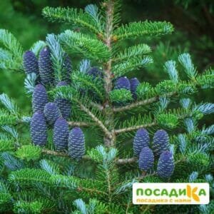 Пихта корейская (Abies koreana) купить по цене от 450.00р. в интернет-магазине «Посадика» с доставкой почтой в в Иркутске и по всей России – [изображение №1].