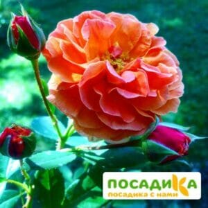 Роза Арабия купить по цене от 350.00р. в интернет-магазине «Посадика» с доставкой почтой в в Иркутске и по всей России – [изображение №1].