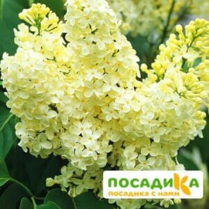 Сирень Примроуз (Primrose) купить по цене от 529.00р. в интернет-магазине «Посадика» с доставкой почтой в в Иркутске и по всей России – [изображение №1].