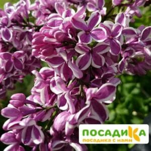 Сирень Сенсация купить по цене от 529.00р. в интернет-магазине «Посадика» с доставкой почтой в в Иркутске и по всей России – [изображение №1].