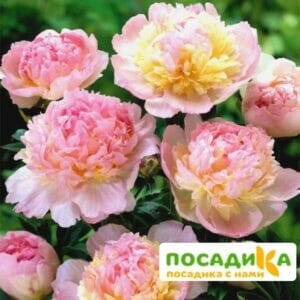 Пион Распберри Сандей (Paeonia Raspberry Sundae) купить по цене от 959р. в интернет-магазине «Посадика» с доставкой почтой в в Иркутске и по всей России – [изображение №1].