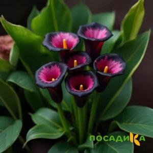 Калла Аура Лейс купить по цене от 400р. в интернет-магазине «Посадика» с доставкой почтой в в Иркутске и по всей России – [изображение №1].