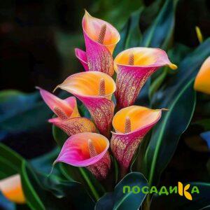 Калла Оникс купить по цене от 450р. в интернет-магазине «Посадика» с доставкой почтой в в Иркутске и по всей России – [изображение №1].