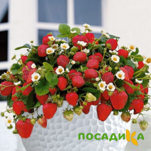 Клубника Рубиновый Шепот (горшечная) купить по цене от 240р. в интернет-магазине «Посадика» с доставкой почтой в в Иркутске и по всей России – [изображение №1].