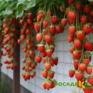 Клубника вьющаяся Комплимент купить по цене от 470р. в интернет-магазине «Посадика» с доставкой почтой в в Иркутске и по всей России – [изображение №1].