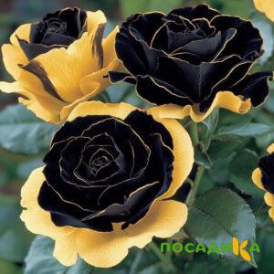 Роза Ханни Сикл купить по цене от 700р. в интернет-магазине «Посадика» с доставкой почтой в в Иркутске и по всей России – [изображение №1].