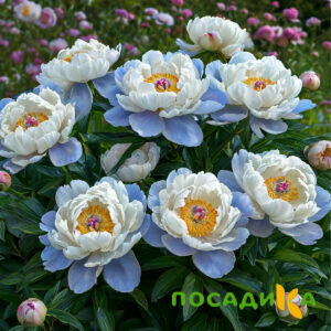 Пион акварельный Этюд купить по цене от 806р. в интернет-магазине «Посадика» с доставкой почтой в в Иркутске и по всей России – [изображение №1].