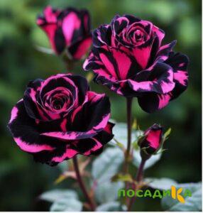 Роза Багровый Шепот купить по цене от 366р. в интернет-магазине «Посадика» с доставкой почтой в в Иркутске и по всей России – [изображение №1].
