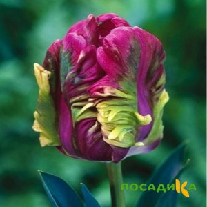 Тюльпан Экзотик Хэвен купить по цене от 186р. в интернет-магазине «Посадика» с доставкой почтой в в Иркутске и по всей России – [изображение №1].