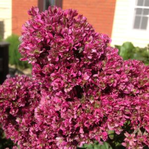 Флокс Филингс купить по цене от 329р. в интернет-магазине «Посадика» с доставкой почтой в в Иркутске и по всей России – [изображение №1].