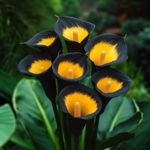 Калла Легато купить по цене от 620р. в интернет-магазине «Посадика» с доставкой почтой в в Иркутске и по всей России – [изображение №1].