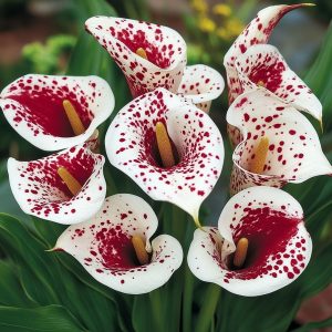 Калла Эмпайр купить по цене от 302р. в интернет-магазине «Посадика» с доставкой почтой в в Иркутске и по всей России – [изображение №1].