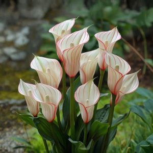 Калла Глейшер купить по цене от 299р. в интернет-магазине «Посадика» с доставкой почтой в в Иркутске и по всей России – [изображение №1].