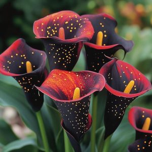 Калла Нуар купить по цене от 299р. в интернет-магазине «Посадика» с доставкой почтой в в Иркутске и по всей России – [изображение №1].