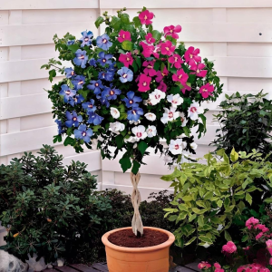 Гибискус-Дерево Триколор купить по цене от 289р. в интернет-магазине «Посадика» с доставкой почтой в в Иркутске и по всей России – [изображение №1].