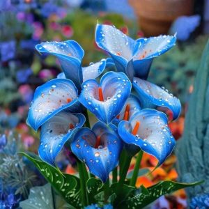 Калла Портрейт купить по цене от 292р. в интернет-магазине «Посадика» с доставкой почтой в в Иркутске и по всей России – [изображение №1].