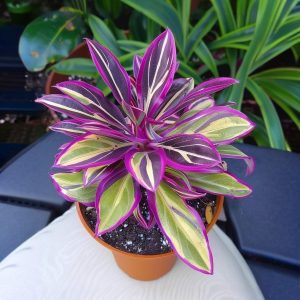 Хоста Сильвер Стик купить по цене от 650р. в интернет-магазине «Посадика» с доставкой почтой в в Иркутске и по всей России – [изображение №1].