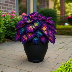 Хоста Фрости Блю купить по цене от 389р. в интернет-магазине «Посадика» с доставкой почтой в в Иркутске и по всей России – [изображение №1].