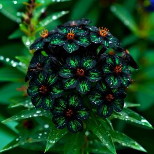 Флокс Ривьера купить по цене от 299р. в интернет-магазине «Посадика» с доставкой почтой в в Иркутске и по всей России – [изображение №1].