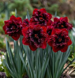 Нарцисс Сапфировый Бриз купить по цене от 3000р. в интернет-магазине «Посадика» с доставкой почтой в в Иркутске и по всей России – [изображение №1].