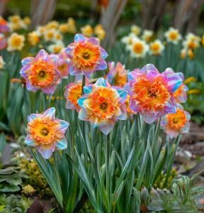 Нарцисс Айвери Дон купить по цене от 3000р. в интернет-магазине «Посадика» с доставкой почтой в в Иркутске и по всей России – [изображение №1].