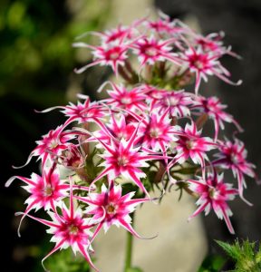 Флокс Метельчатый Путь купить по цене от 456р. в интернет-магазине «Посадика» с доставкой почтой в в Иркутске и по всей России – [изображение №1].