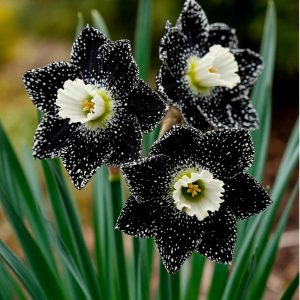 Нарцисс Кассата купить по цене от 372р. в интернет-магазине «Посадика» с доставкой почтой в в Иркутске и по всей России – [изображение №1].