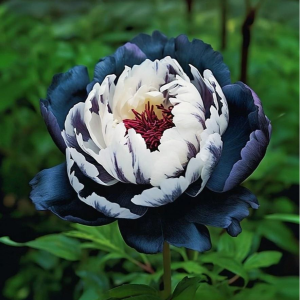 Пион Древовидный Инь-Янь купить по цене от 419р. в интернет-магазине «Посадика» с доставкой почтой в в Иркутске и по всей России – [изображение №1].