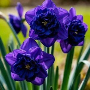 Нарцисс Арт Нуво купить по цене от 378р. в интернет-магазине «Посадика» с доставкой почтой в в Иркутске и по всей России – [изображение №1].