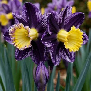 Нарцисс Акропоис купить по цене от 382р. в интернет-магазине «Посадика» с доставкой почтой в в Иркутске и по всей России – [изображение №1].