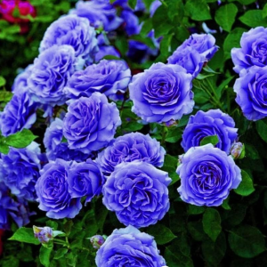 Роза Блю Мун купить по цене от 450р. в интернет-магазине «Посадика» с доставкой почтой в в Иркутске и по всей России – [изображение №1].
