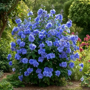 Гибискус Сансет Блоссом купить по цене от 248р. в интернет-магазине «Посадика» с доставкой почтой в в Иркутске и по всей России – [изображение №1].