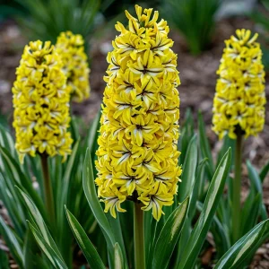 Гиацинт Сансет Голд купить по цене от 2099р. в интернет-магазине «Посадика» с доставкой почтой в в Иркутске и по всей России – [изображение №1].