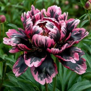 Пион Дроп Руби купить по цене от 469р. в интернет-магазине «Посадика» с доставкой почтой в в Иркутске и по всей России – [изображение №1].