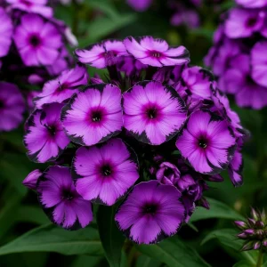 Флокс Клауд Шарм купить по цене от 299р. в интернет-магазине «Посадика» с доставкой почтой в в Иркутске и по всей России – [изображение №1].