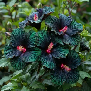 Гибискус Пикок Плюм купить по цене от 490р. в интернет-магазине «Посадика» с доставкой почтой в в Иркутске и по всей России – [изображение №1].