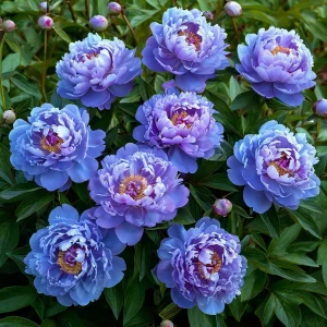 Пион Голубой лотос купить по цене от 590р. в интернет-магазине «Посадика» с доставкой почтой в в Иркутске и по всей России – [изображение №1].