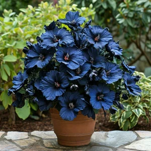 Гибискус Селестиал Флейм купить по цене от 326р. в интернет-магазине «Посадика» с доставкой почтой в в Иркутске и по всей России – [изображение №1].