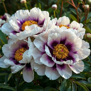 Пион Эко Саммер купить по цене от 548р. в интернет-магазине «Посадика» с доставкой почтой в в Иркутске и по всей России – [изображение №1].