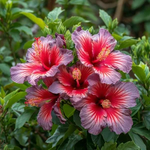 Гибискус Кримсон Флейм купить по цене от 479р. в интернет-магазине «Посадика» с доставкой почтой в в Иркутске и по всей России – [изображение №1].