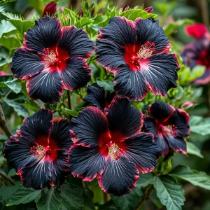 Гибискус садовый Файер Дэнсер купить по цене от 450р. в интернет-магазине «Посадика» с доставкой почтой в в Иркутске и по всей России – [изображение №1].