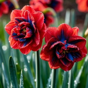 Нарцисс Эрличе купить по цене от 386р. в интернет-магазине «Посадика» с доставкой почтой в в Иркутске и по всей России – [изображение №1].