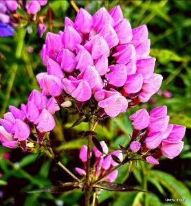 Флокс Бутоник купить по цене от 461р. в интернет-магазине «Посадика» с доставкой почтой в в Иркутске и по всей России – [изображение №1].