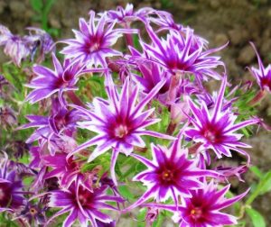 Флокс Звездное Кружево купить по цене от 361р. в интернет-магазине «Посадика» с доставкой почтой в в Иркутске и по всей России – [изображение №1].