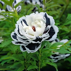 Пион Монохромный Шик купить по цене от 429р. в интернет-магазине «Посадика» с доставкой почтой в в Иркутске и по всей России – [изображение №1].