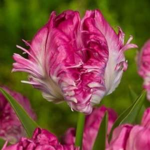 Тюльпан махровый Кул Кристал купить по цене от 400р. в интернет-магазине «Посадика» с доставкой почтой в в Иркутске и по всей России – [изображение №1].