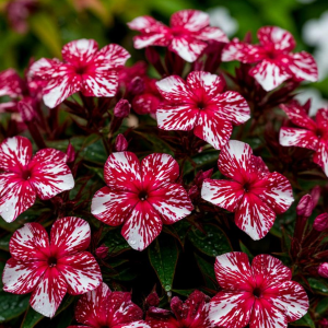 Флокс Ливер Гриммер купить по цене от 590р. в интернет-магазине «Посадика» с доставкой почтой в в Иркутске и по всей России – [изображение №1].