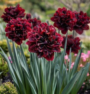 Нарцисс Малиновая Вуаль купить по цене от 3000р. в интернет-магазине «Посадика» с доставкой почтой в в Иркутске и по всей России – [изображение №1].